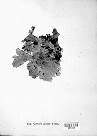 Platismatia glauca image